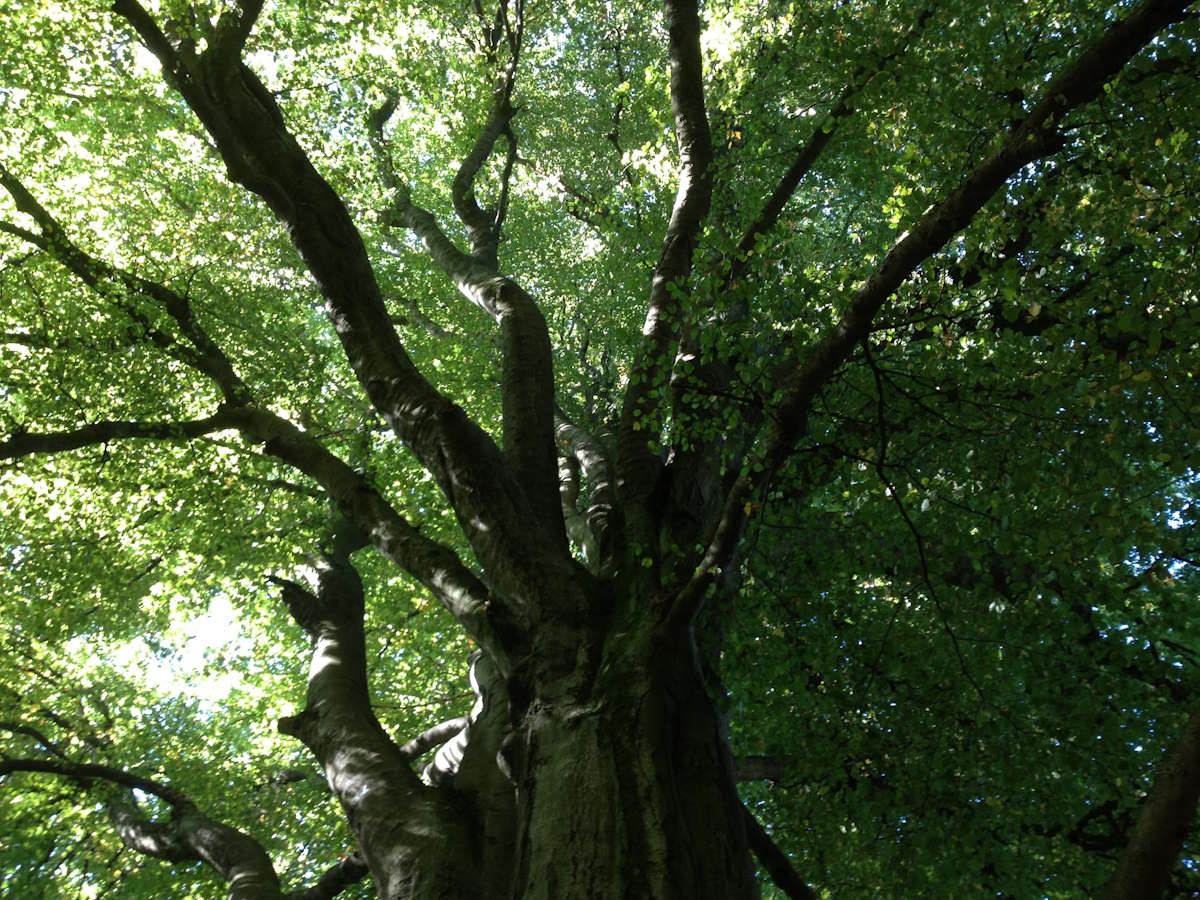 Buchenwald am Inselsberg