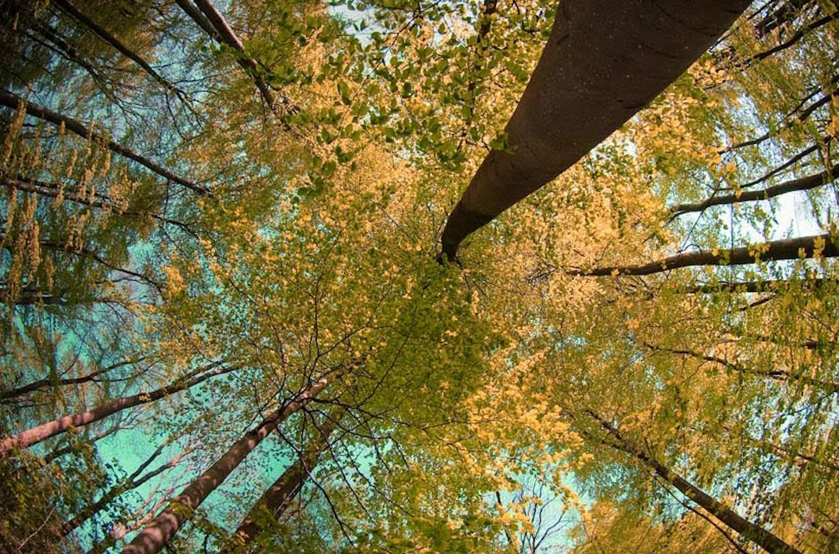 Waldstück am Inselsberg