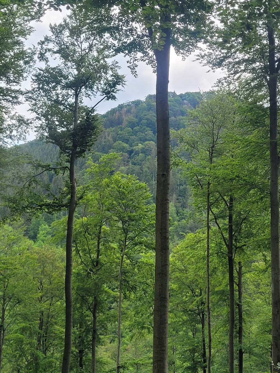 Getrocknetes Kaminholz und Brennholz aus Buche am Großen Inselsberg