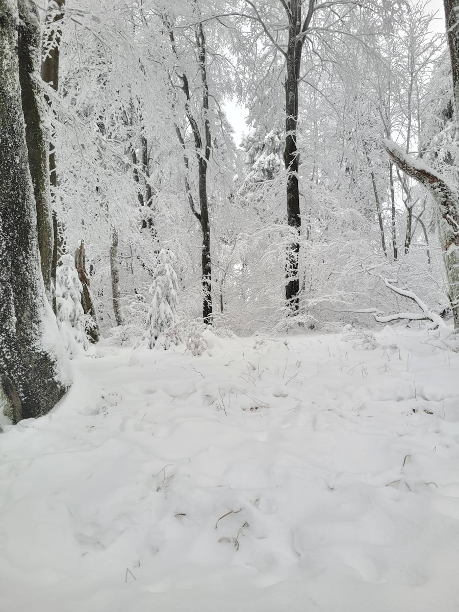 Waldlandschaft Thüringer Wald mit nachhaltiger Forstwirtschaft