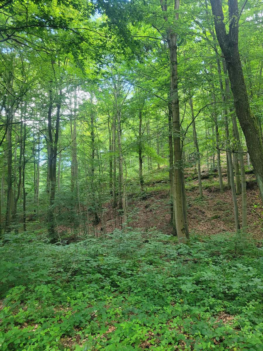 Buchenwald am Großen Inselsberg – nachhaltige Holzgewinnung
